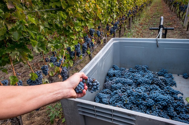 Foto man met druiven in de wijngaard