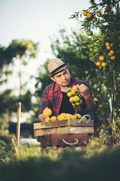 Foto man met fruit op de boerderij