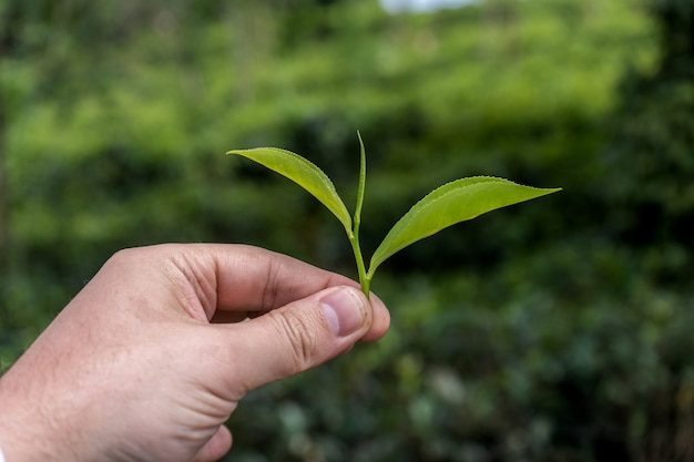 Man met groene spruit met theeblaadjes close-up