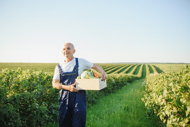 Man met houten kist met groenten in veld