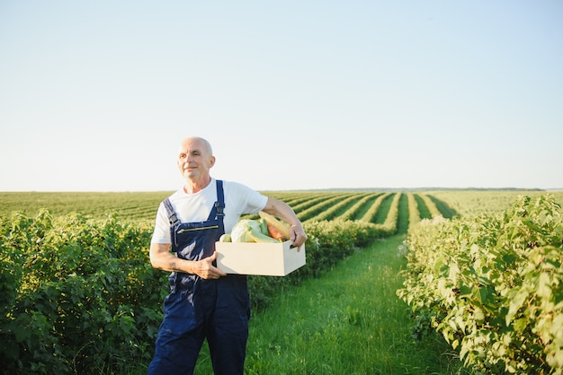 Man met houten kist met groenten in veld