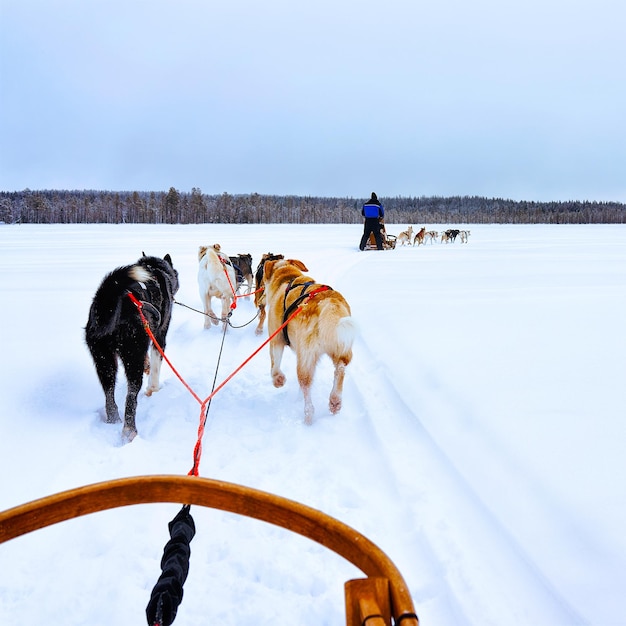 Man met Husky familie hondenslee in de winter Rovaniemi van Finland van Lapland. Mensen en hondenslee rijden in Noorwegen. Dierensleeën op Finse boerderij, Kerstmis. Slee. Safari op slee en landschap van Alaska.