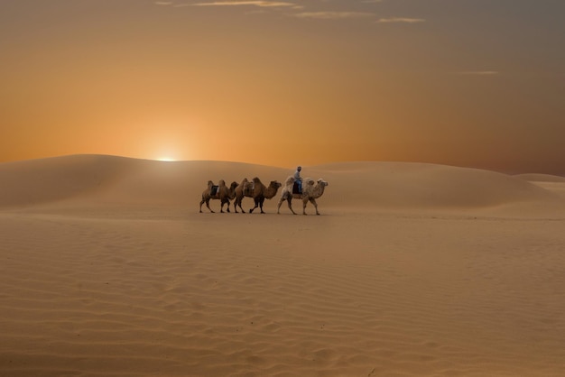 Foto man met kamelen die in de woestijn tegen de lucht loopt