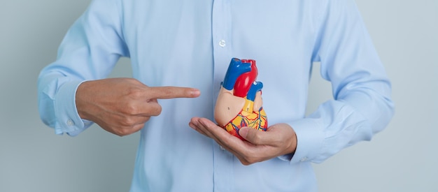 Man met menselijk hartmodel Cardiovasculaire ziekten Atherosclerose Hypertensieve hartklep Hartklep Aortopulmonaal venster wereld Hartdag en gezondheidsconcept