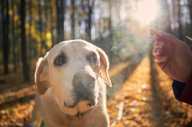 Man met oude hond herfst bos huisdier eigenaar met koekje voor zijn schattige labrador retriever