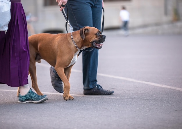 Man met zijn hond