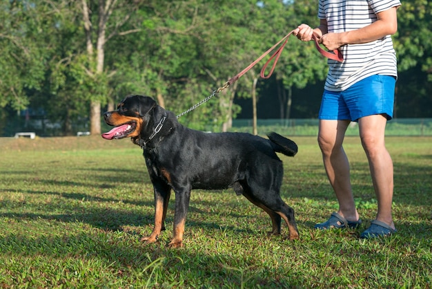 Man met zijn Rottweiler-hond in het veld