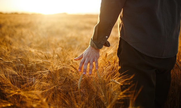 Man met zijn rug naar de kijker in een tarweveld aangeraakt door de hand van spikes in het zonsonderganglicht