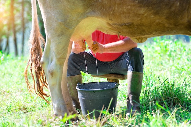 A man milking a cow in the meadow. In manual mode