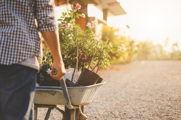 Man moving many rose tree to his garden. Home outdoor decoration and gardening for valentine month concept