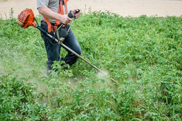 Man mowing potato grass in summer.