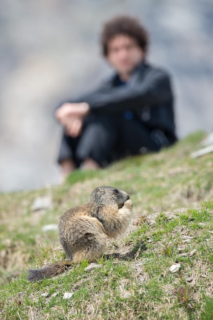 Man observing ground hog marmot