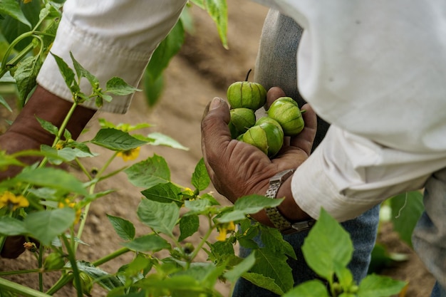 Man oogst groene tomatillo's op het landbouwgebied