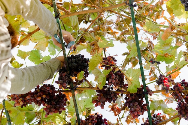 Man oogst rijpe tros rode druiven op wijnstok. Vintner man plukken herfst druiven oogst voor voedsel of wijn maken In Vineyard. Rode pitloze druivensoort.