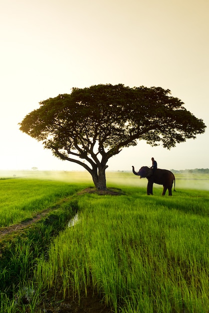 Man op een olifant in de buurt van een boom