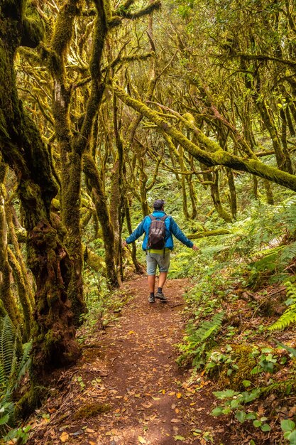 Man op een trekking wandelend in de bemoste bomen van het vochtige bos van Garajonay op de Canarische Eilanden La Gomera