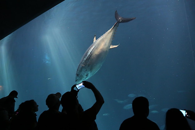 Uomo che fotografa il tonno che nuota nell'acquario