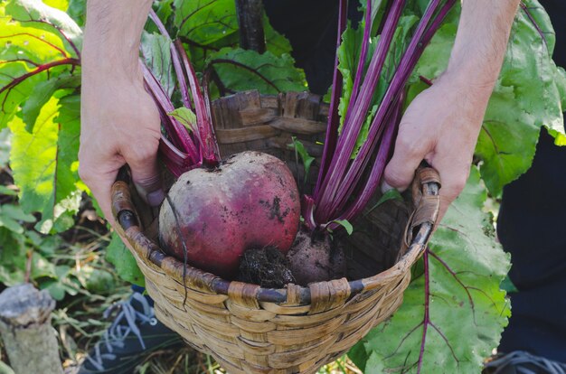 Man picking beets in the orchard.