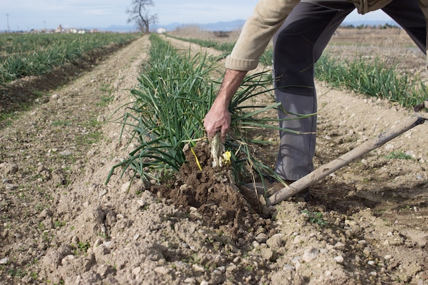 남자는 농장에서 calçots 따기