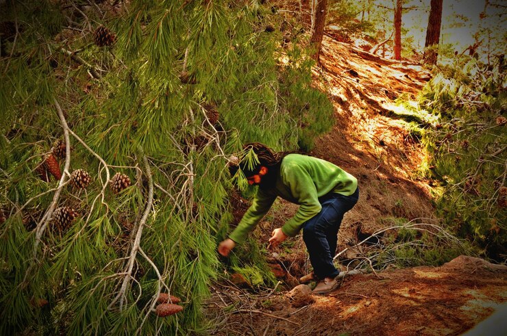 फोटो man picking pine cones in forest