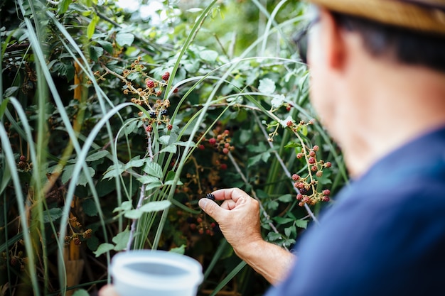 Photo man picking wild blackberries