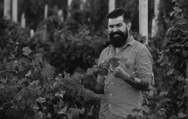 Man picking wine grapes on vine in vineyard harvest of grapes fields vineyards ripen grapes for wine