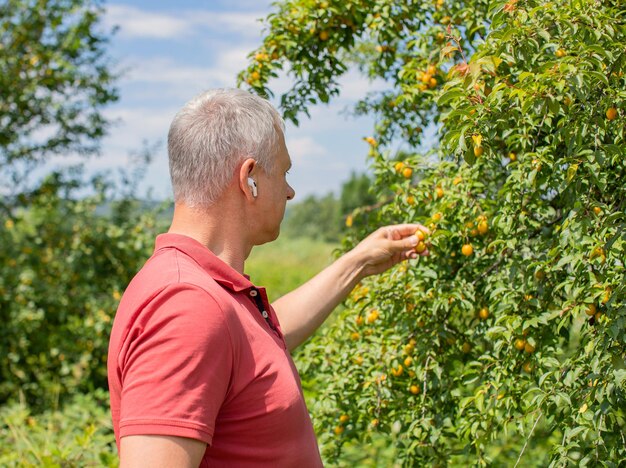 Photo a man picks a yellow plum on a green tree. branches with ripe yellow fruits of cherry plum.