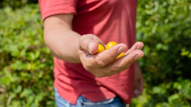 男は緑の木に黄色い梅を選びます。チェリープラムの熟した黄色い果実の枝。