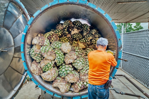 Man piling agave in oven ready to steam it