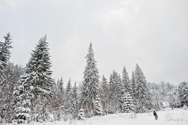 Man at pine trees covered by snow at Carpathian mountains Beautiful winter landscapes Frost nature