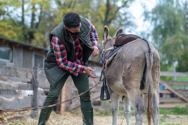 A man in plaid shirt saddling a donkey on a cattle-farm