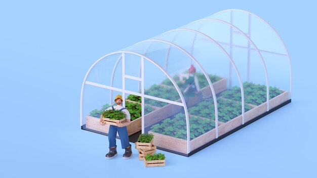 Man plant strawberries in a greenhouse