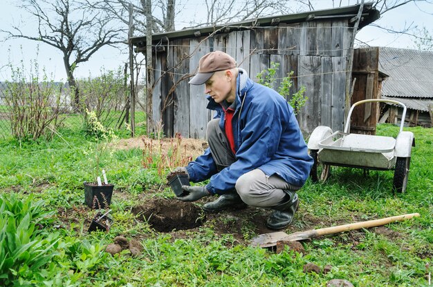 Man planting blueberrie in a garden