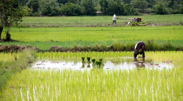 Man planting crops on field