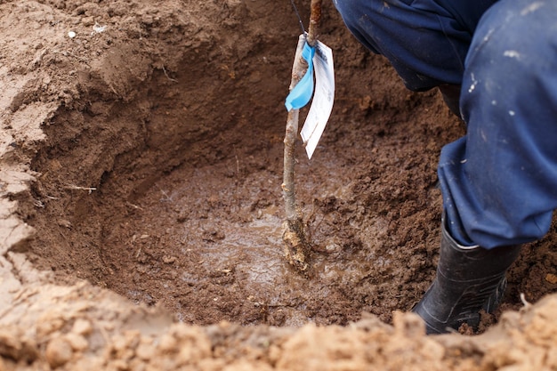 Man planting a fruit tree in his garden