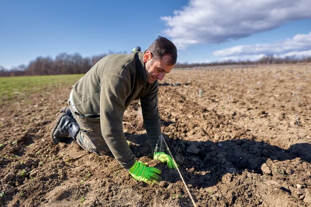 Man planting lavender on his land in the spring