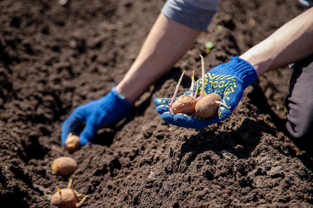Man planting potatoes in the ground