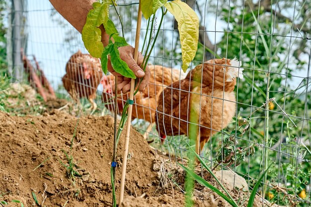 男性が鶏の囲いの近くにツル性植物のパッション フルーツを植える 伝統的な放し飼いの家禽の有機農場で実行されているウォーキング チキンで放牧されている国内の鶏