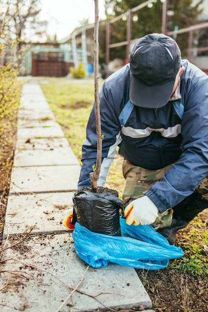 男が若い果樹を植える 農家は新しい苗を開梱して地面に置く 環境保護と生態学の概念