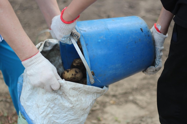 A man pours a bucket of potatoes into a sack harvesting