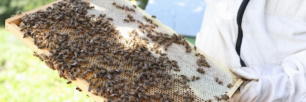 L'uomo in tuta protettiva lavora con l'apicoltore dell'alveare che esamina le api al concetto di fattoria delle api