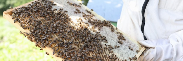 Man in protective suit works with hive beekeeper examining bees at bee farm concept