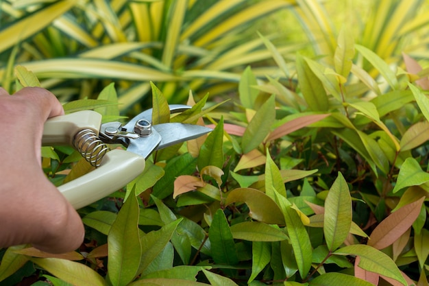 A man pruning branches in the garden