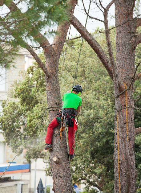 Man pruning pine tree.