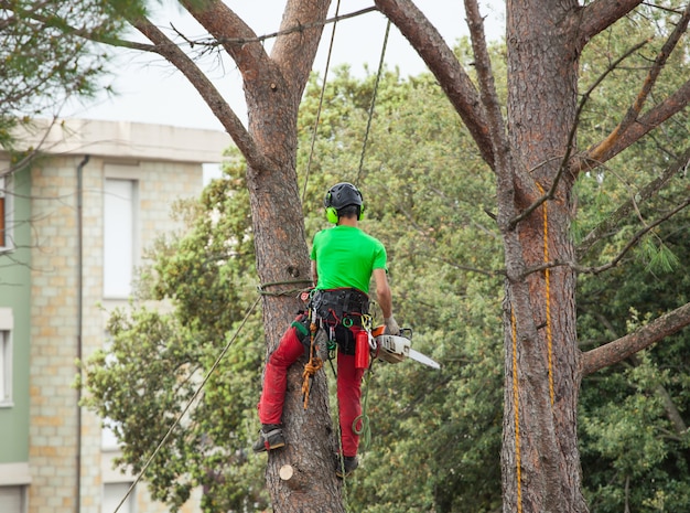 Man pruning pine tree.