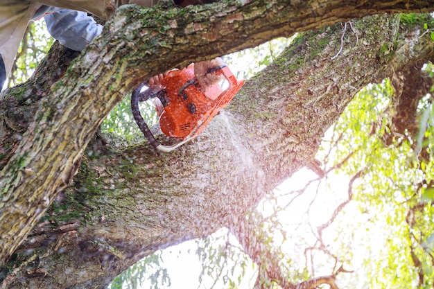 L'uomo potatura i rami degli alberi lavorano nelle utenze cittadine dopo un uragano che danneggia gli alberi dopo una tempesta