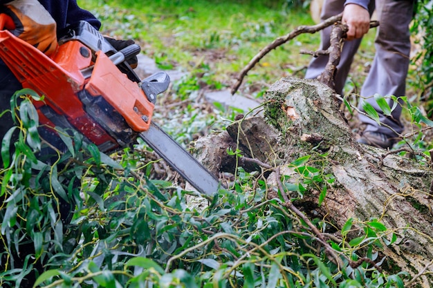 Man pruning tree branches work in the city utilities after a hurricane storm damage trees after a storm