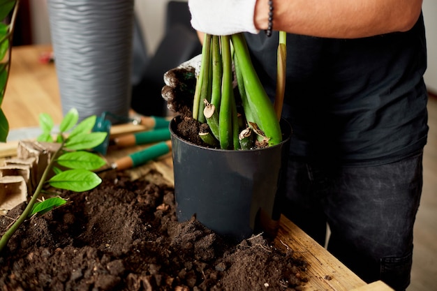 Man put soil in black pot with Zamioculcas on wooden table ,  transplant indoor plants, hobbies and leisure, home gardening