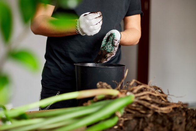 Man put soil in black pot on wooden table , transplant indoor plants, hobbies and leisure, home gardening.