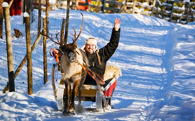 Man on Reindeer sleigh in Finland in Rovaniemi at Lapland farm. Person on Christmas sledge at winter sled ride safari with snow Finnish Arctic north pole. Selective focus